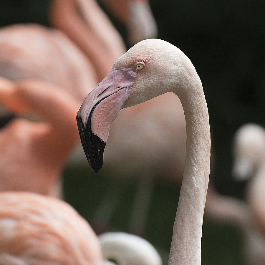 A 5 Wuppertal Zoo KA7_2621 als Smartobjekt-1 Kopie.jpg